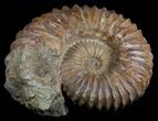 Large ( Wide) Mantelliceras Ammonite #6402-2